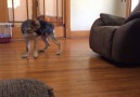 German Shepherd Chases Tail