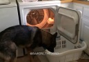 German Shepherd Helps With Housework