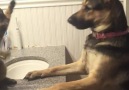 German Shepherd Takes on Cat in Epic Boxing Showdown