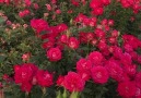 Get lost in the rose factory