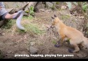 Getting Up Close With A Wild Baby Fox