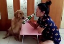 Get yourself together hooman!