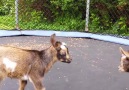 G.G.O.A.T. (greatest goats of all time)