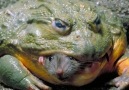 Giant African Bullfrogs eating everything in sight.By