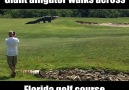 Giant Alligator Walks Across Florida Golf Course