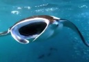 Giant manta rays