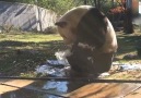 Giant panda Tian Tian took a bubble bath and had the time of his life
