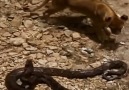Giant python vs. lioness