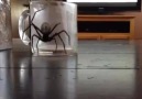 Giant Spider!