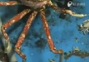 Giant Spider Crab Molting  见过大闸蟹换壳吗？