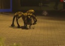 GIANT SPIDER DOG PRANK