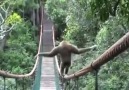 Gibbon Walks A Tightrope