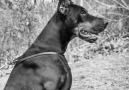 GIDDY BLOSSOM STRIBOR 2 years old... - Giddy Blossom Dobermann Kennel