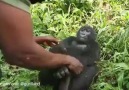 Gıdıklanan Gorilin Kahkahaları