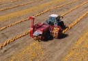 GIGadgets - Moty pumpkin seed harvester Facebook