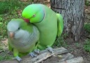 Gimme Kiss.. cmok cmok cmok.. watch ya doin_ talking parrot  ღ...