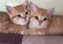 Ginger brothers