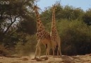 GIRAFFE DANCE BATTLE