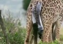 Giraffe giving birth to baby