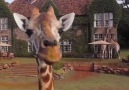 Giraffe Manor Nairobi Kenya Video Credit Liverichmedia