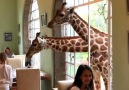 Giraffe Manor Nairobi Kenya Video Credit @t.f.boyzzz