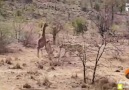Giraffe mom tries to save her baby from lions