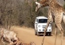 Giraffe Tries Saving her Calf From Hunting Lions