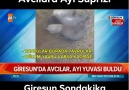 Giresun Alucra Doludere Köyü- Avcılara Ayı Süprizi