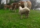 Gırgırına - Azdan az çoktan çok gider