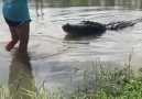 Girl Feeds Giant Alligator