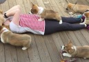 Girl Gets Covered in Corgi Puppies