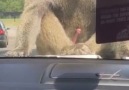 GIRL GETS SCARRED FOR LIFE AT THE SAFARI PARK!!!