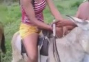Girl vs Donkey
