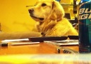 Gitar müziğini çok seven köpek..