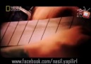 Gitar nasıl yapılır?