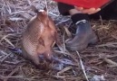 Giving water to Thirsty Armadillo