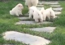 Gizem Keskin - CHOW CHOW ( Çin Aslanı ) YavrularıIrk...