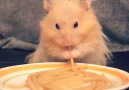 Go Animals - Hamster eating spaghetti. Facebook