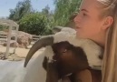 Go Animals - Singing to a goat. Facebook