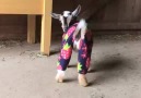 Goat Babies in Pajamas!