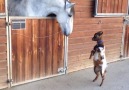 Goat horsing around