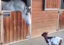 Goat Meets Horse
