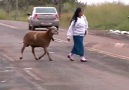 Goat Prank