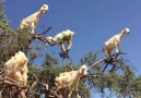 Goats Grow On Trees