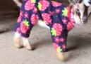 Goats in pyjamas is my new favourite thing! Tag a mate to make their day