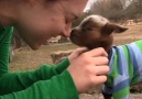 Goats know how to make the most of every day !