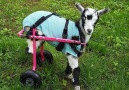 Goat Who Lost Her Legs Loves Her New Wheelchair