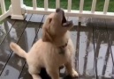Go Fetch - Golden Retriever Puppy Eats Rain Facebook