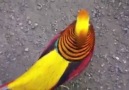 Golden pheasant Beautiful BirdGolden pheasant Beautiful Bird