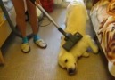 Golden Retriever Loves Being Vacuumed